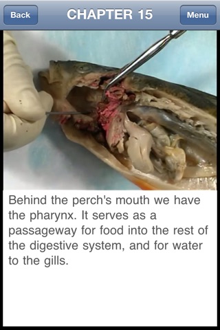Fish Dissection screenshot 4