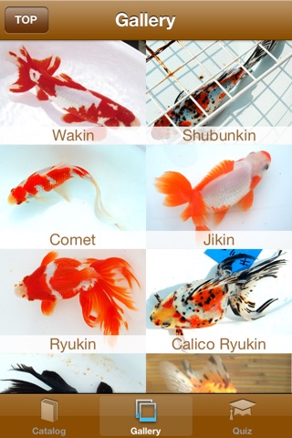 日本金魚図鑑 -Japanese goldfish- screenshot 2