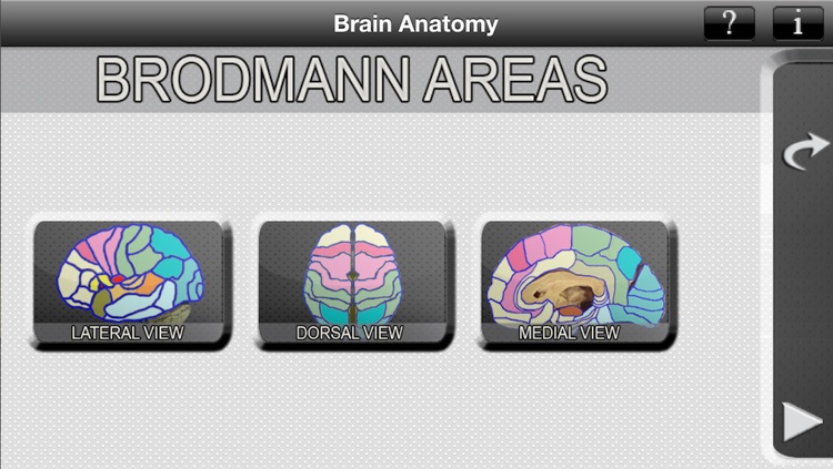 Brain Anatomy