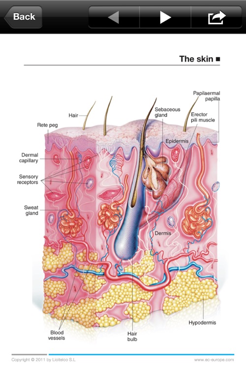 Miniatlas Dermatology