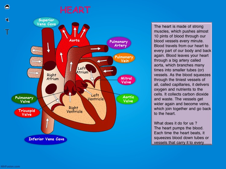 Body Organs 4 Kids screenshot-4