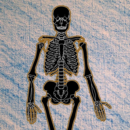 Skeleton Bones