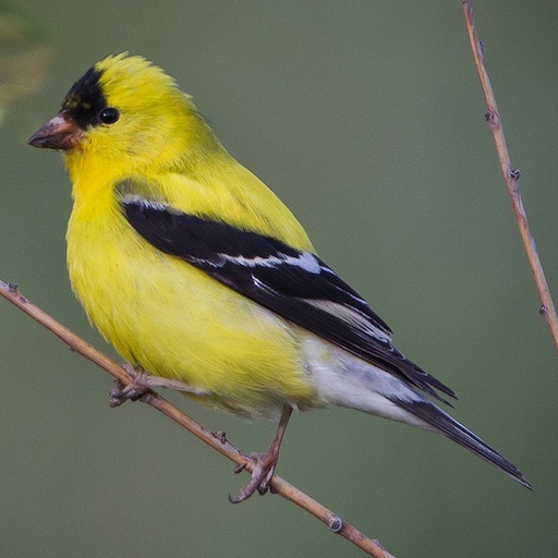 Backyard Birds of America icon