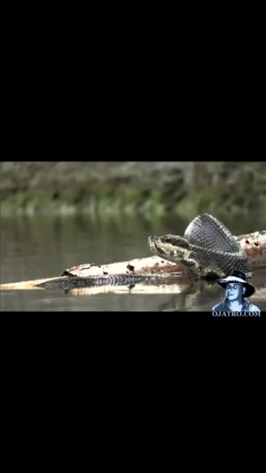 Florida Poisonous Snakes(圖3)-速報App