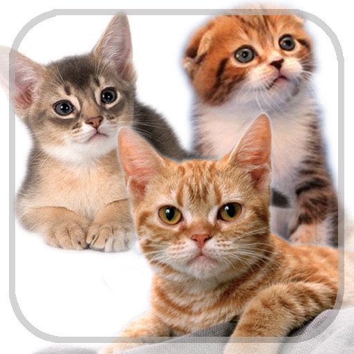 Add Kitty iOS App