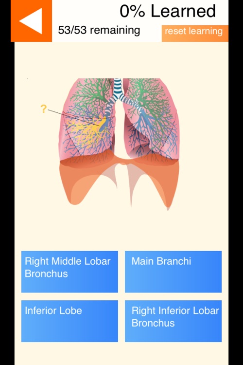 Anatomy Skills - Respiratory System