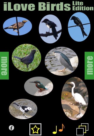 iLove Birds Lite Edition
