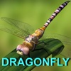 Dragonfly Gems Collector