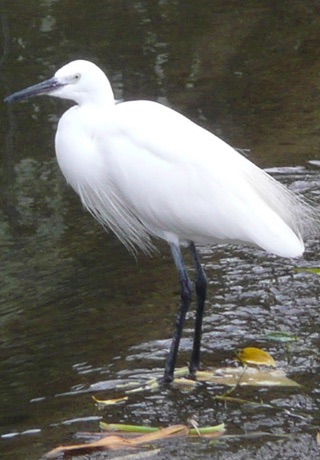 iLove Birds Lite Edition