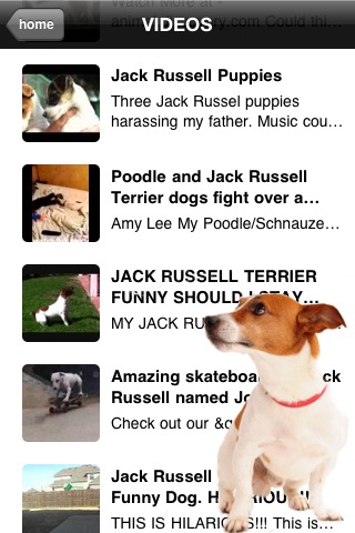 Jack Russell Terriers - Small Dog Series screenshot-4