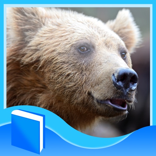 부츠의 동물원 곰 icon