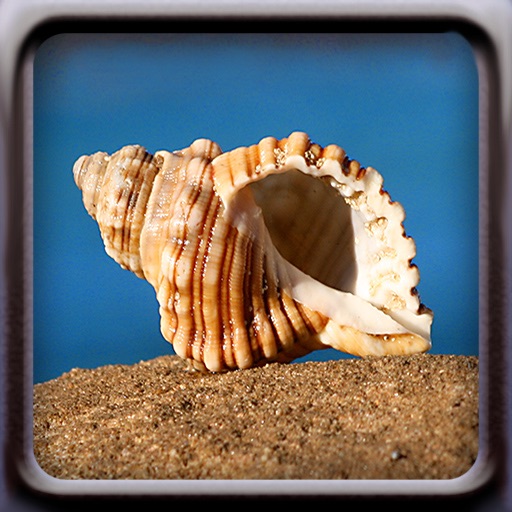 Shells Icon