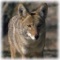 This app plays all of the most popular sounds for bringing in all kinds of Varmints and Predators