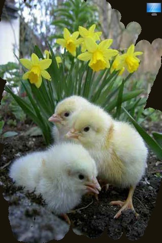 Cute Chick Pictures screenshot 4