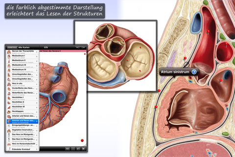 Thieme Anatomy on the Go 2.0 - English screenshot 3