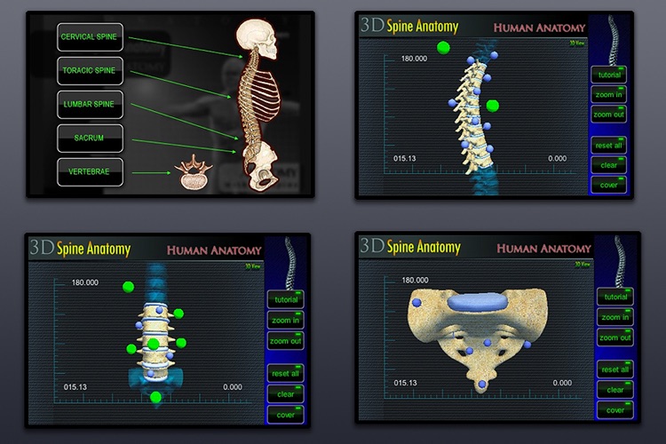 Anatomy Spine 3D