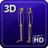 3D Human Leg Skeleton HD