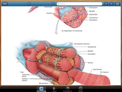Anatomy and Physiology screenshot 3