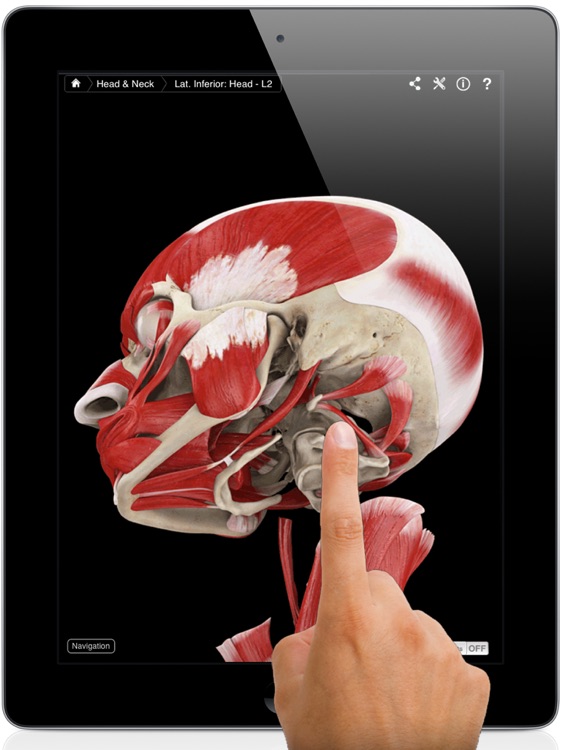 Muscle System Pro III