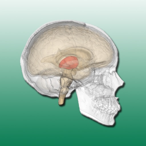 Neuroanatomy icon