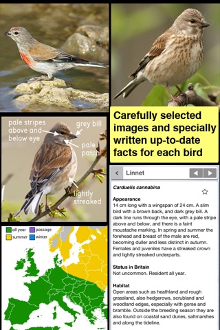 Birds of Britain Pocket Guide screenshot 2