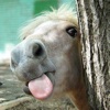 Horse Jokes - Best, cool and funny jokes!