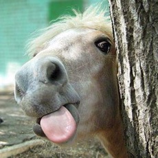 Activities of Horse Jokes - Best, cool and funny jokes!