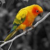 Color Effects Photo Editor