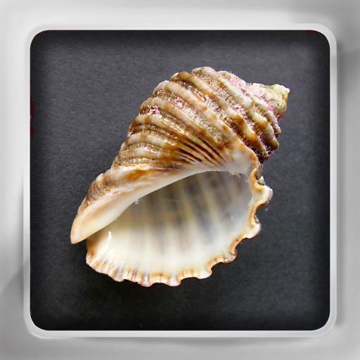 Seashell Flip: Flashcards of Sea Shells Icon