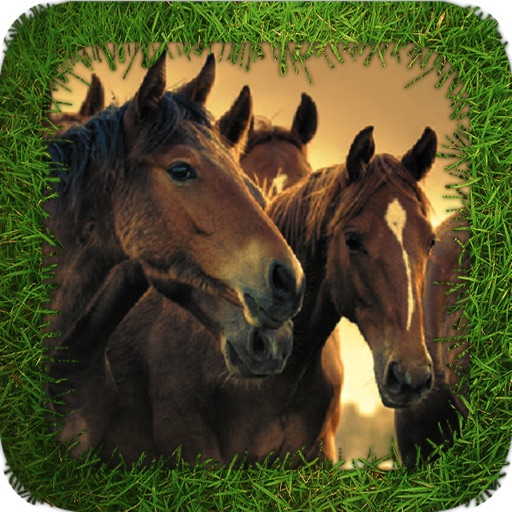 Angry Horses icon