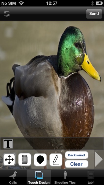 Duck Hunting Calls and Tips