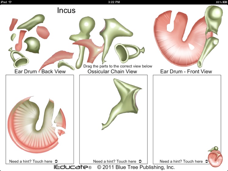 Middle Ear DnD