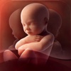 3D Baby Pregnancy Tracker & Calendar for iPad