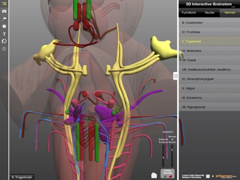 Interactive 3D Brainstem screenshot 4