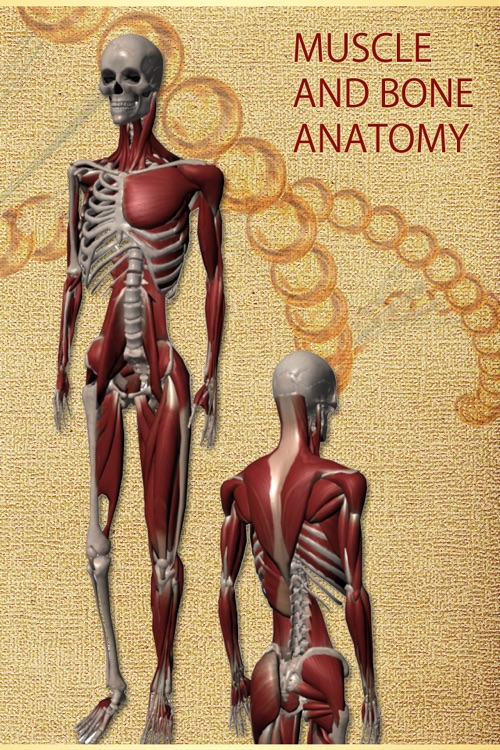 Anatomy Muscle and Bone: Visual Game & Dictionary
