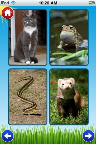 Pet Sounds - Fun Animal Noises for Kids screenshot 2