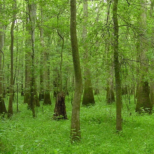 Swamp Forest Virtual Field Trip iOS App