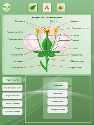 Biology - Plant handbook Free screenshot 2