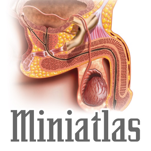 Miniatlas Erectile Dysfunction