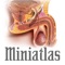 Would you like to enhance communication with your patients so they can better understand the anatomy, physiology or pathology of erectile dysfunction