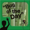 Bug of the Day by HandsUp