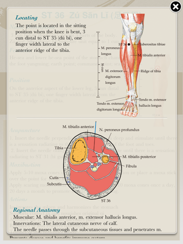 Anatomical Illustration of Acupuncture Points Lite screenshot 2