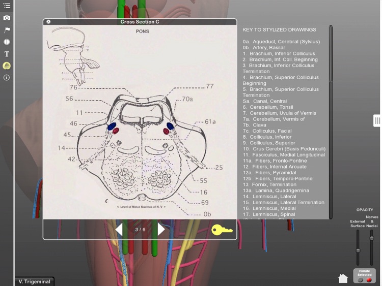 Interactive 3D Brainstem