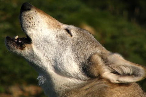 Wolf** screenshot 3