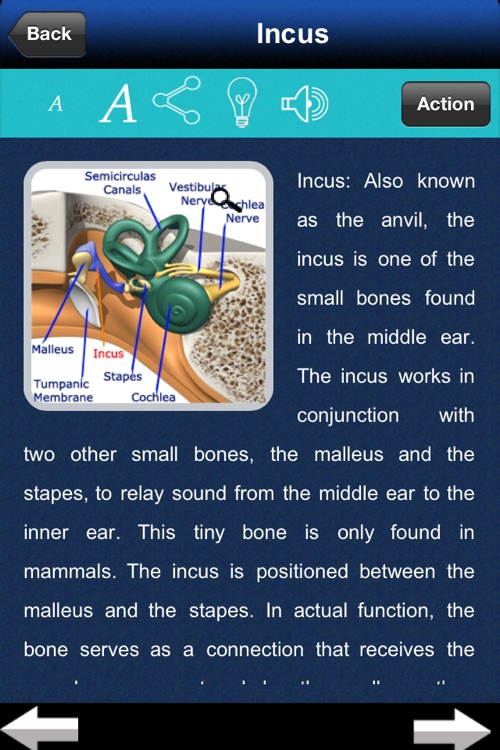 A-Z: Full Body Anatomy
