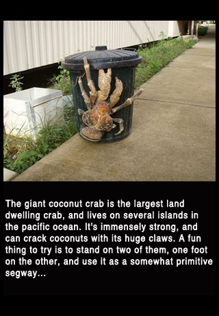 Freakish Animals that you never knew existed (Lite) screenshot 4