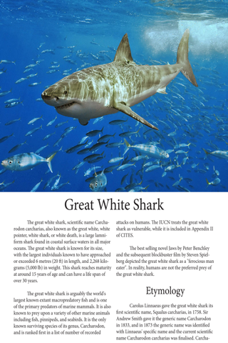 Sharks Magazine screenshot 2