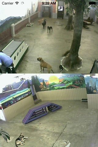 Central Bark Webcam screenshot 2