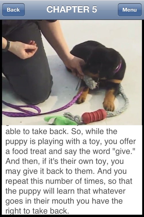 Dog Training