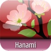 Hanami | Sakura